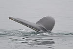 Humpback Whale Watching