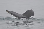 Humpback Whale Watching