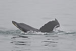 Humpback Whale Watching