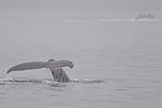 Humpback Whale Watching