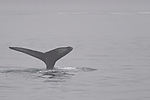 Humpback Whale Watching