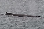 Humpback Whale Watching