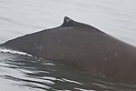 Humpback Whale Watching