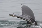 Humpback Whale Watching