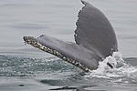 Humpback Whale Watching