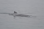 Humpback Whale Watching
