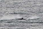Orca Whale