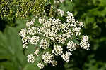 Cow Parsnip
