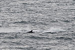 Orca Whale