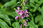 Fireweed