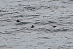 Puffins