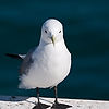 Black-Legged Kittiwake