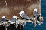 Black-Legged Kittiwakes