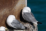 Black-Legged Kittiwakes