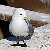 Black-Legged Kittiwake