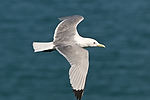 Black-Legged Kittiwake