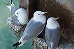 Black-Legged Kittiwakes