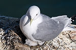 Black-Legged Kittiwake & Baby