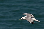 Black-Legged Kittiwake