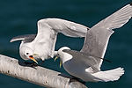 Black-Legged Kittiwakes