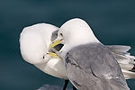 Black-Legged Kittiwakes