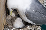 Black-Legged Kittiwake & Babies