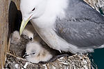 Black-Legged Kittiwake & Babies