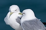 Black-Legged Kittiwakes