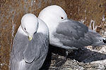 Black-Legged Kittiwakes
