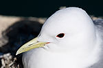 Black-Legged Kittiwake