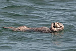 Sea Otter