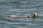 Sea Otter
