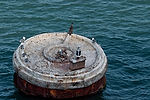 Birds on Sea Anchor