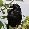 Raven