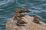 Black Turnstones