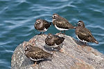 Black Turnstones