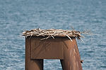 Bald Eagle Nest