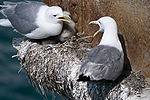 Black-Legged Kittiwakes