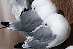 Black-Legged Kittiwakes
