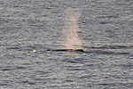 Humpback Whale