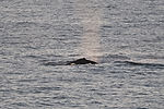 Humpback Whale