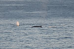 Humpback Whales