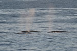 Humpback Whales
