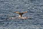 Humpback Whale & Birds