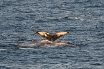 Humpback Whale & Birds