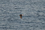 Puffin