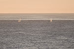 Humpback Whales
