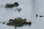 Seals