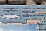 Sign in Marina