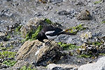 Black Billed Magpie